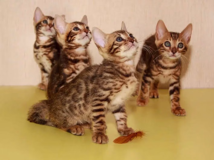 Playful Bengal kitten with striking coat pattern and piercing eyes